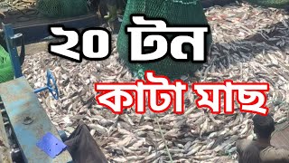 ২০ টন কাটা মাছ ধরলাম। CAT FISH @SeaMans #fishing #fishingvideo