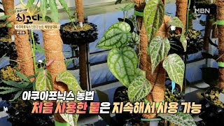 일반 농사법보다 물 사용량이 현저히 적다! MBN 211106 방송