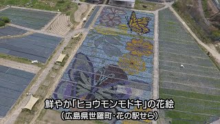 世羅町に「ヒョウモンモドキ」テーマにした花絵お目見え