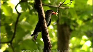 Dollarbird or Roller in Corbett Park