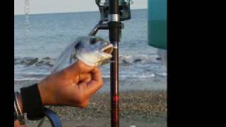 pescata misera terracina(surfcasting)