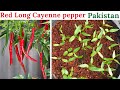 Grow Long Red Hot Cayenne pepper From Seed In Pakistan | Amazing Variety |Rare Garden | Urdu/हिंदी |