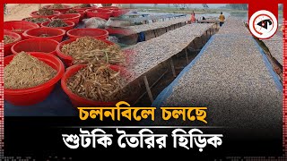 চলনবিলে চলছে শুটকি তৈরির হিড়িক | Dried Fish Processing | Chalan Beel | Kalbela