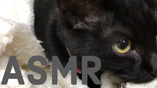 【ASMR】子猫の毛布チュッチュとふみふみ見てると眠くなってきませんか？【保護猫】【子猫】【kitten】