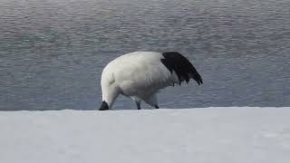 タンチョウ　つがいでのんびりお食事