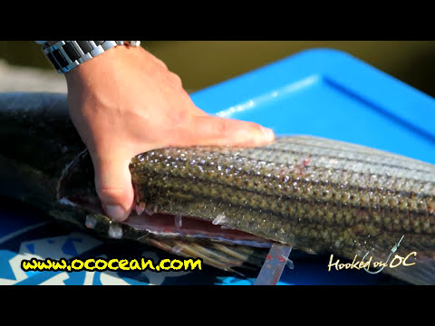 How To Filet a Rockfish by Scott Lenox and Hooked On OC How To Filet a Rockfish by Scott Lenox and Hooked On OC