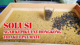 CARA PEMIJAHAN KEPIK ULAT HONGKONG DAN SOLUSI AGAR KEPIK TIDAK CEPAT MATI