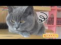 18猫ちゃんに癒しを貰いましょう。【aチューバーやってみ隊】