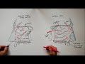 anatomy tutorial nasal cavity blood supply