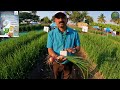 महाधन क्राॅपटेक ८ २१ २१🌾कांदा डेमो पिकाची संपूर्ण माहिती mahadhan croptech 8 21 21🧅onion demo plot