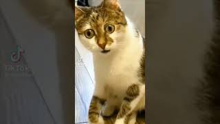 #cat has astonished by rat 🤣🤣funnyhere03