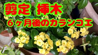 【カランコエ】６ヶ月前に剪定 挿し木をしたその後