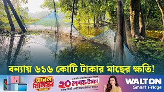 বন্যায় ভেসে গেছে ৮৫ হাজার পুকুরের মাছ, ৬১৬ কোটি টাকার ক্ষতি | Noakhali | Dhaka Post