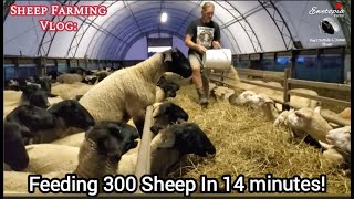 Feeding 300 Sheep In Just 14 Minutes!