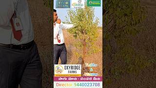 Hyderabad Narayankhed farmland plots Seal 7Lakhs 5 Guntas Full Development 9440023708 Neemsboro