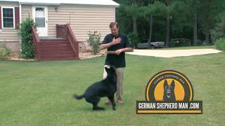 Solid Black German Shepherd, Sergeant The Super Dog,  Working line German Shepherd