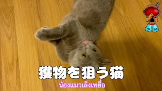 【ねこ】獲物を狙う猫。タイ語字幕付き。