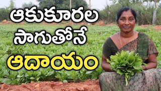 బచ్చలకూర పండిస్తున్నం | Malabar Spinch | రైతు బడి