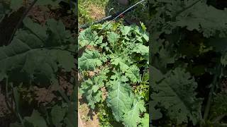We pulled back the cover and the kale looks AMAZING! #kale #farming #homestead #shorts #harvest