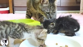 Great love of older cat who ate food while taking care of baby kittens