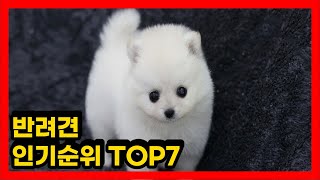 애완견 인기순위 TOP7