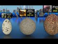 3d eggs size comparison animal egg size