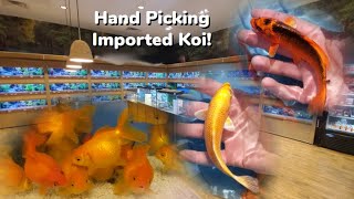 Hand Picking Imported Koi & Goldfish From Israel Koi Farms Seen On Aquarium Co Op!