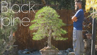 Massive Black Pine Styling - A 10 Year Old Story - Arkefthos Bonsai