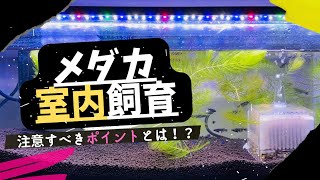 【メダカ初心者】メダカ室内飼育で注意すべきポイント5選！@sakurarium_toto