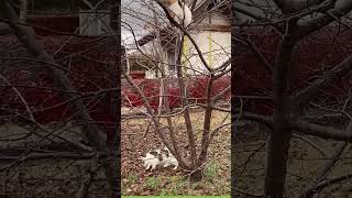 木登りする子猫と母猫(Kitten and Mother cat climbing a tree)#Shorts