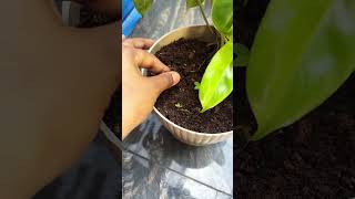 കിടിലൻ ചെടിച്ചട്ടികൾ വിലക്കുറവിൽ| plant pot combo offers| #flowerpot #pots #combooffer #meesho