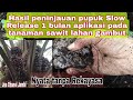 Hasil 1 bulan aplikasi Slow Release dilahan gambut//Video nyata tanpa rekayasa