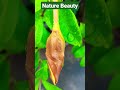 allamanda yellow flower plant in mansoon shorts garden_secrets allamanda yellow_flowers nature