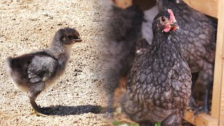 Two months of growth after chick hatching