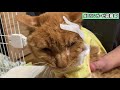 【後編】左頬がえぐれている末期の癌の猫ちゃんに専用ガーゼをあててみた【we rescued a cancer cat】