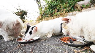 台風を乗り越えたさくらねこたちに焼かつおと焼ささみとちゅ～る(churu)とカルカン(kalkan)とシーバを給餌したら。。。 猫 野良猫 ニャンちゃん Impressed cat video