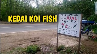 INTIP KOLEKSI IKAN KOI DI KEDAI KOI GRESIK