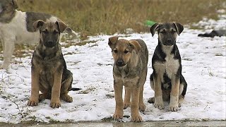 Верные щенки хотят обрести верных хозяев