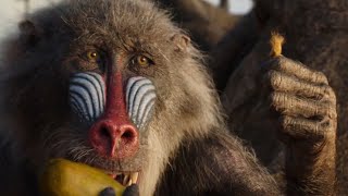 Rafiki Finds Simba’s Hair Scene | THE LION KING | Movie Scene (2019)