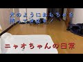 【猫】犬の様にオモチャを持ってくる猫がこちらです！【ニャオちゃんの日常】