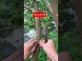 Grafting apples and trees effectively,#shorts,#entertainment ,#garden ,#tree