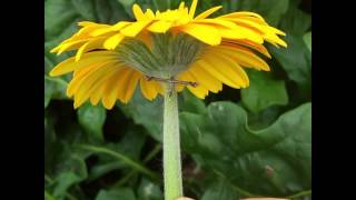 Platyptilia carduidactyla [Artichoke Plume Moth] with Gerbera Shelter