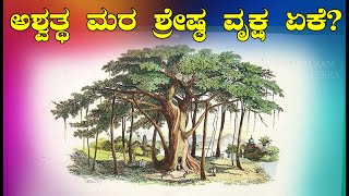 ಅಶ್ವತ್ಥ ಮರ – ಶ್ರೇಷ್ಠ ವೃಕ್ಷ ಏಕೆ? useful informations in kannada|useful informations|useful #kannada