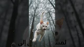 ثلاث حقائق عن القطط