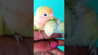 Day 1 To Day 30 | Budgie Growth Stages #birds #viral #trending #shortvideo #youtubeshorts
