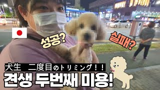 【Korea-Japan couple】 The second beauty of the Dog life!! / YUYU couple