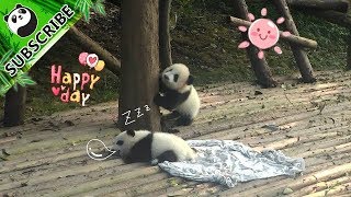 Panda Baby's First Attempt On Climbing The Tree | iPanda