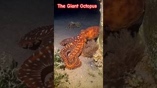The Giant Octopus #Giant #Octopus #shortvideo #viral #reel