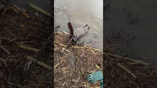 This huge beaver was no match for a TS85 on a castor mound set. #beaver #trapping