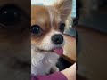 母の膝の上でキレてる チワワ dog 犬 犬のいる暮らし chihuahua